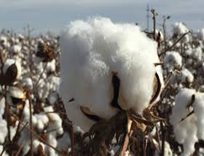 Cotton - From Field To Fabric