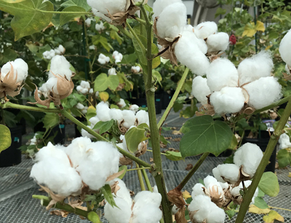 What Is Cotton and Where Does It Comes From?